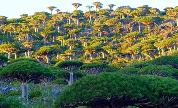 جزيرة سقطرى